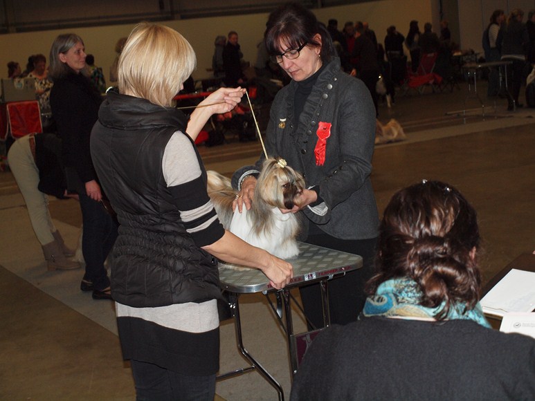Shih Tzu Danmark